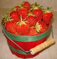 a bucket of fresh strawberries